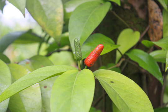 Fresh red and green long pepper piper retrofractum growing on plant in the garden