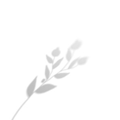 Obraz premium Natural Plant Branch Shadow With Flower Bud
