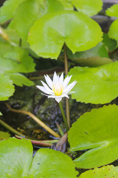 Single white water lily flower blooming in pond with green leaves