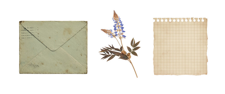 Vintage envelope with pressed dried flower and grid paper in eco herbarium stationery style isolated on transparent background