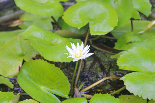 Beautiful white water lily flower blooming in pond with green leaves