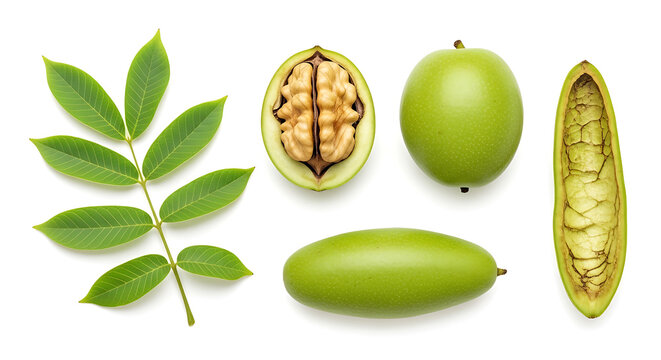 Green walnut fruits and leaf on white background for healthy eating and nutrition concept