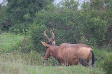 Obraz premium Antelope Walking Through Grass with Bush Background in South Africa