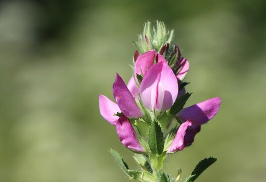 Ononis arvensis (field restharrow) beautiful wildflower blooming in a meadow