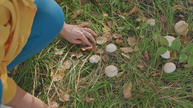 Gathering edible fungi in woodland. Closeup of hands harvesting mushrooms from leafy forest ground. People picking wild mushrooms carefully amidst fallen leaves in lush forest environment