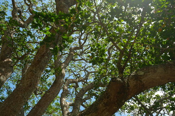 Obraz premium Tree Canopy with Sunlight and Dense Green Leaves in South Africa
