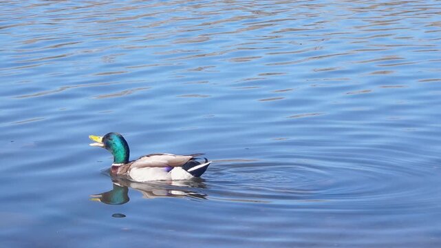 Two mallard ducks swimming in a river and quacking while other ducks float nearby, active wildlife interaction in natural water setting, social animal behavior, peaceful nature scene, river life.