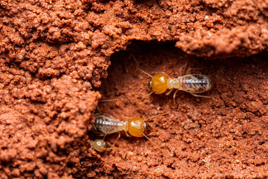 Termite pests crawling inside a brown mud nest