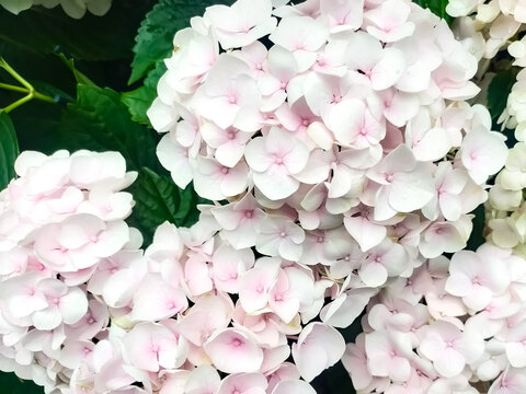 Gew&ouml;hnlicher Schneeball Blume