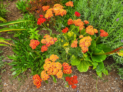 Vibrant Yarrow Blossoms