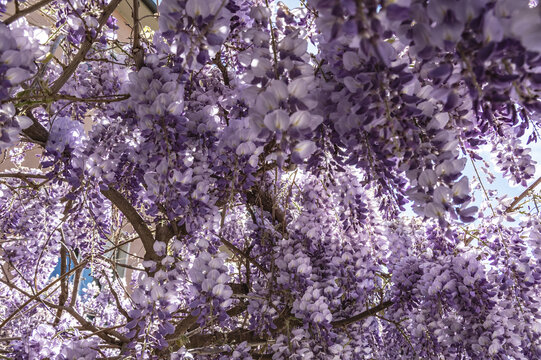 Meraviglioso e rigoglioso glicine in fiore a primavera