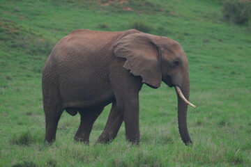 Obraz premium Adult African Elephant Walking Across Green Grassland in Addo Elephant National Park South Africa