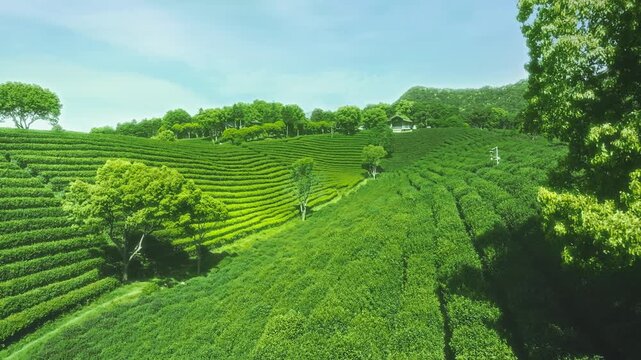 Peaceful Tea Plantation under Clear Sky