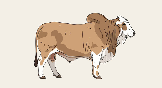 Illustration of a Brahman bull with its characteristic hump, dewlap, and large ears, depicted in a side profile on a plain background