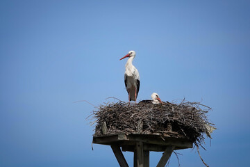 Fototapeta premium Zwei Störche (Ciconiidae) auf ihrem Horst im April 2026 nahe des Stausees bei Zaberfeld in Baden-Wuerttemberg, Deutschland