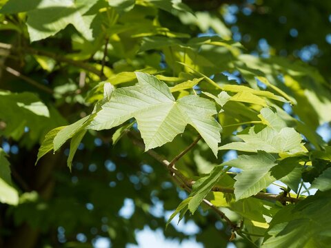 Large palmately leaves of Sycamore maple (Acer pseudoplatanus) in pointed toothed lobes, dark green above and grey-white underside with leathery texture