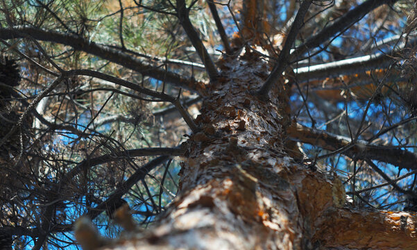 pine tree, conifer, evergreen, nature, forest, trunk, bark, low angle, perspective, looking up, wildlife, sky, outdoors.rough texture, pine cones, branches, sunlight, woodland, botany, coniferous, nee