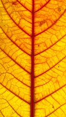 Obraz premium Close-up view of a vibrant autumn leaf with intricate vein patterns