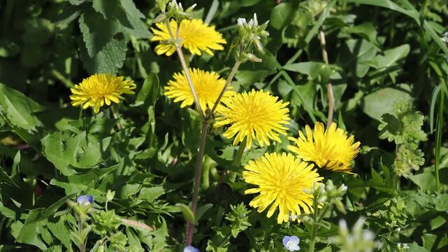 野原に咲いたタンポポの花