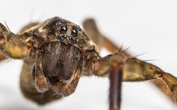 Frontal macro of wolf spider, shiny eyes detail