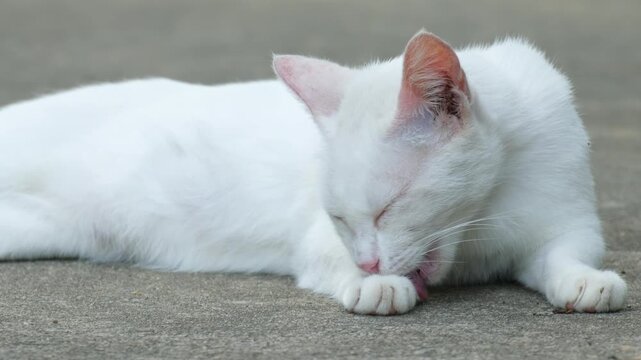 A cute white cat cleans the fur on its body by licking it.