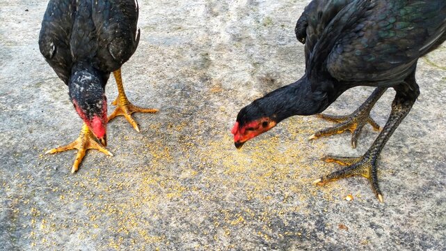 Free range chickens raised in an open environment, symbolizing organic food production and natural poultry farming. High quality protein from sustainable agriculture.