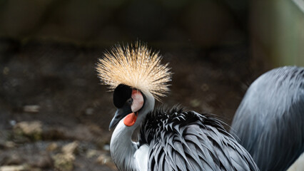 side profile portrait of a majestic grey crowned crane featuring its signature stiff golden feathers and bright red wattle against a dark earthy natural background. © Andik