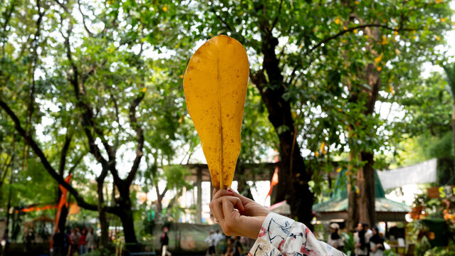 close up view of a hand holding a dried yellow terminalia catappa leaf against a blurred green forest background depicting autumn vibes and seasonal change in the tropics
