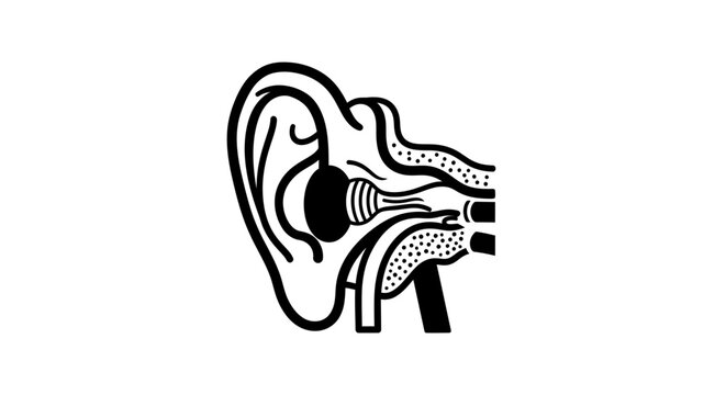 Detailed anatomical illustration of the human ear with labeled parts.