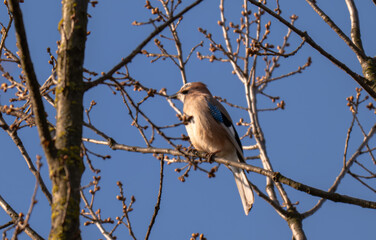 Naklejka premium One jay sitting on branch on blue sky sunny winter day