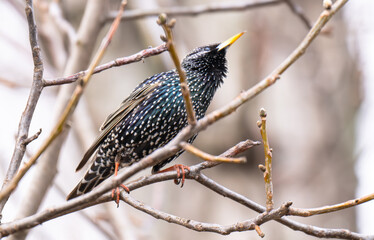 Naklejka premium photo of a blackbird on a tree