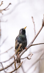 Naklejka premium photo of a blackbird on a tree
