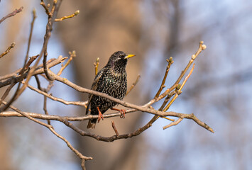 Naklejka premium photo of a blackbird on a tree