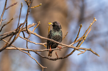 Naklejka premium photo of a blackbird on a tree