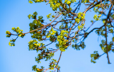 Fototapeta premium maple tree blooming in spring