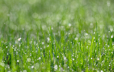 Naklejka premium green grass with dew early in the morning