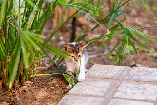 Chaton dans un jardin