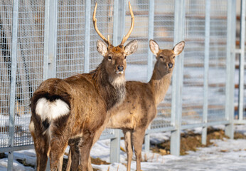 Naklejka premium Photo of deer at the zoo