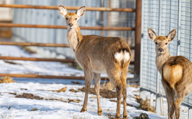 Naklejka premium Photo of deer at the zoo