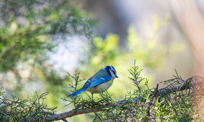 Naklejka premium photo of a blue tit