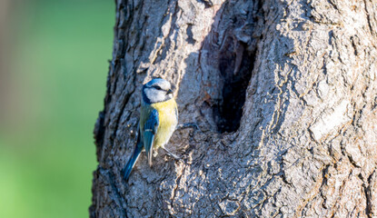 Naklejka premium photo of a blue tit