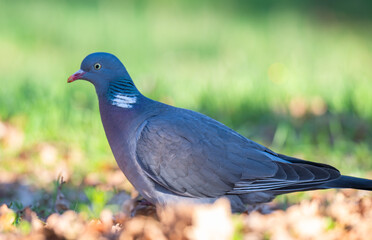 Naklejka premium photo of a wood pigeon