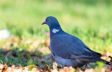 Naklejka premium photo of a wood pigeon