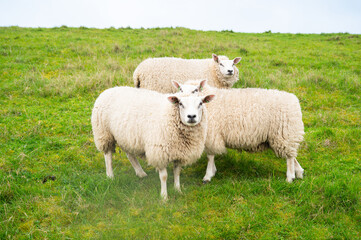 Naklejka premium Flock of sheep on a pasture, livestock animal farm, stockbreeding, faming and agriculture in the Netherlands, sheeps on spring meadow 