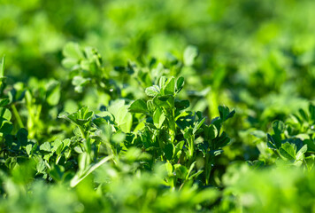 Obraz premium A Macro Photography Exploration of Lush Green Stems and Leaves in a Vibrant Field of Fresh Lucerne Grass