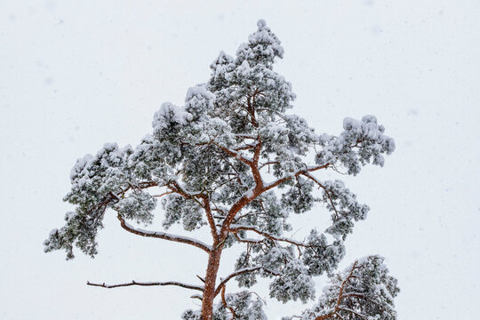 Snow covered pine tree in winter forest Unterd�rrbach W�rzburg
