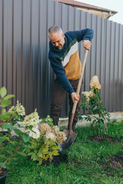 Man gardening and planting hydrangea bushes in backyard garden
