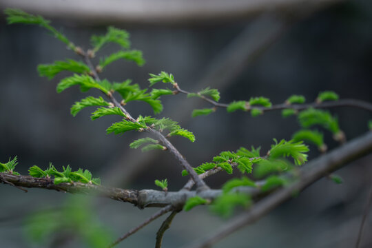 Close-up of fresh green pinnate compound leaves on a young branch