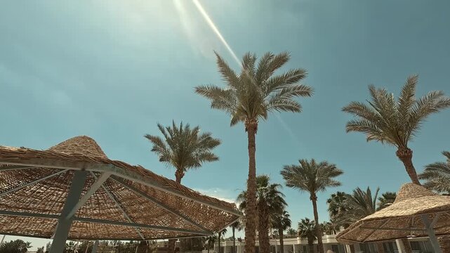 Summer resort. Sunny day on beach with palms trees. Sharm El Sheikh, Egypt.