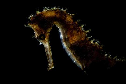 Macro close up of common seahorse Hippocampus taeniopterus Lembeh Strait